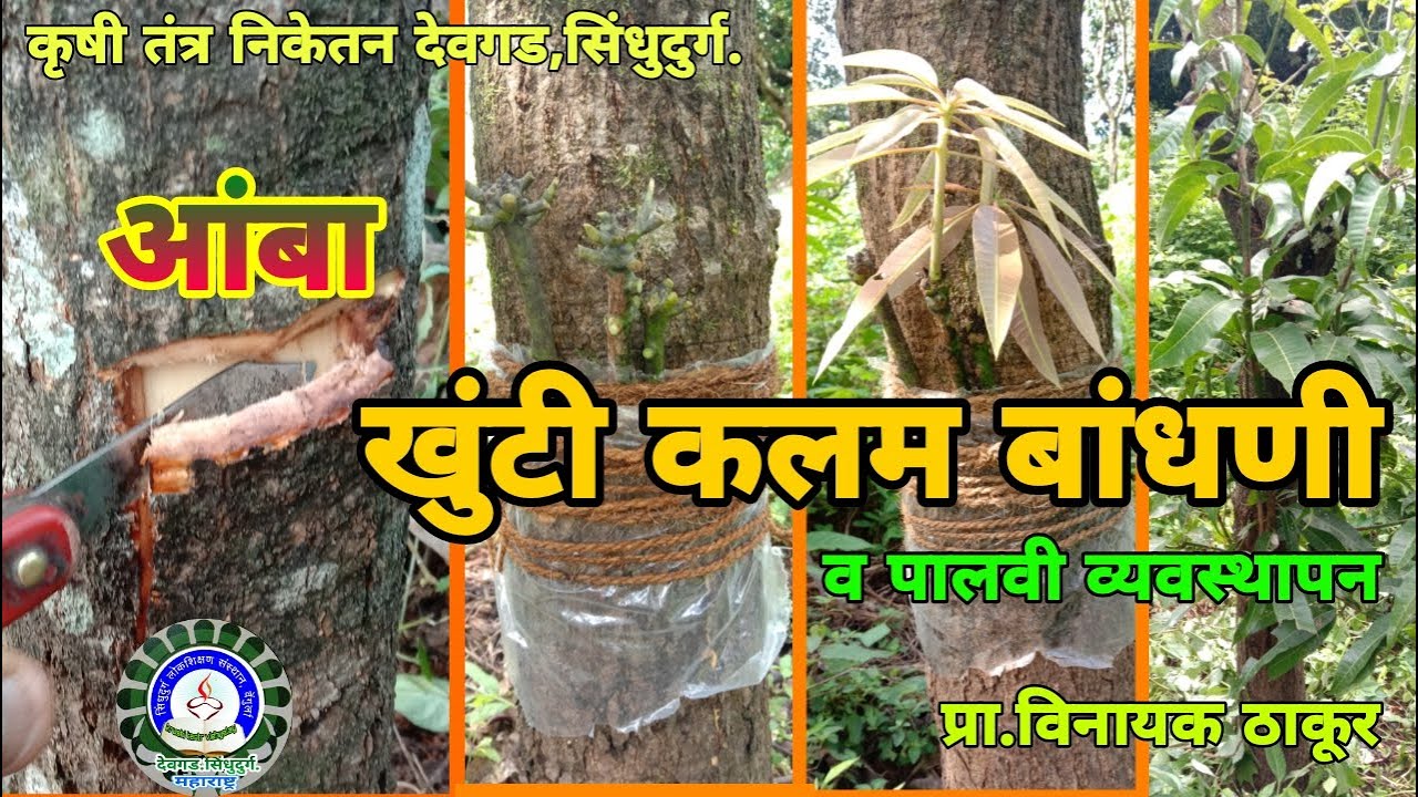 आंबा बगल(खुंटी)कलम व पालवी संरक्षण /Mango Side Grafting & Management of leaflet / Aamba bagal Kalam