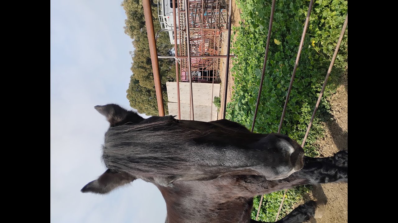 Gabe Gets Groomed #equine #horse