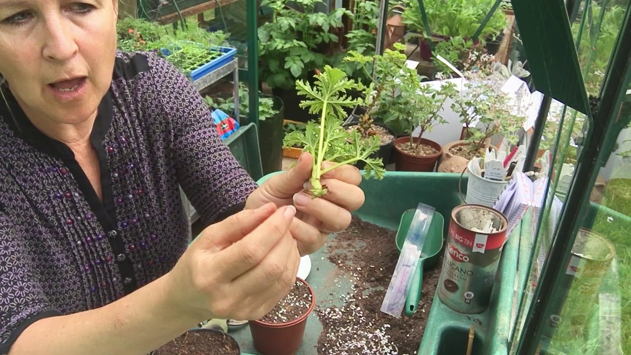 Softwood stem cuttings of Pelargonium zonale. Propagation RHS level 2