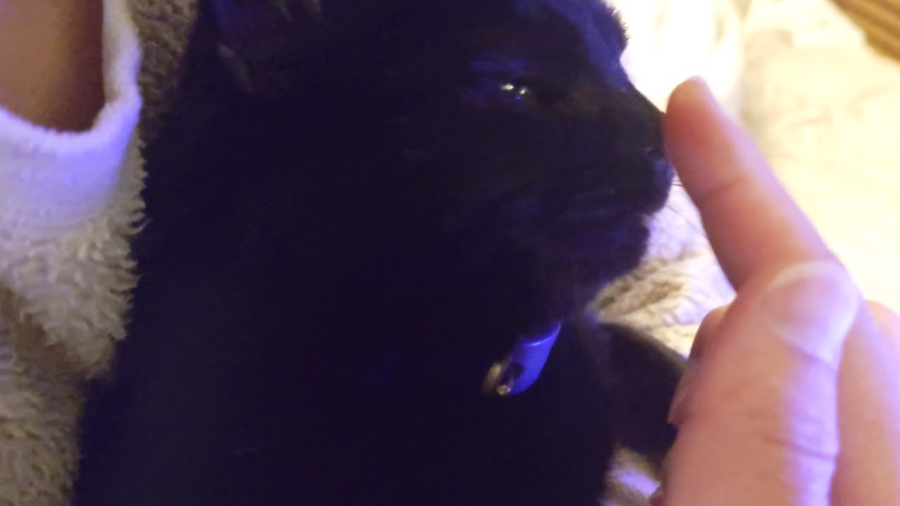 ママと椅子を取りあった結果　抱っこされる黒猫