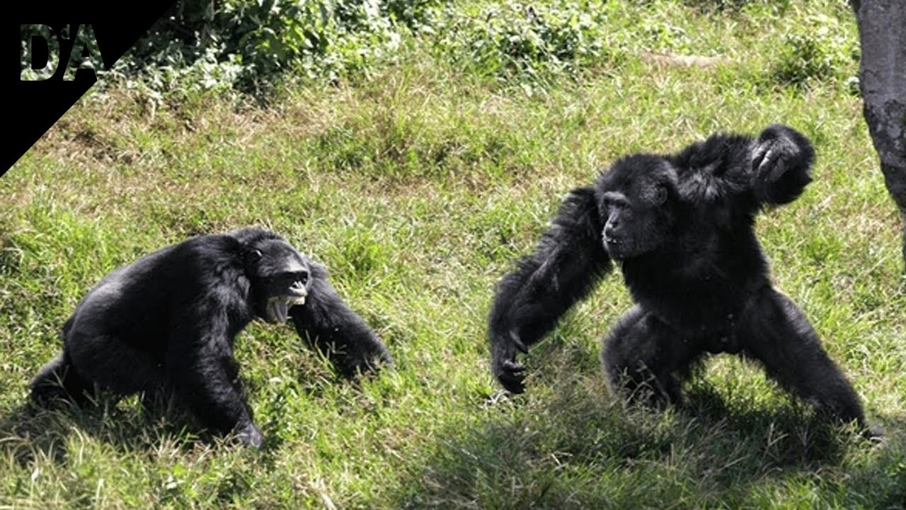 Chimpancés | Una Historia de Supervivencia, Sangre y Memoria #vidasalvaje | Documentales de Animales