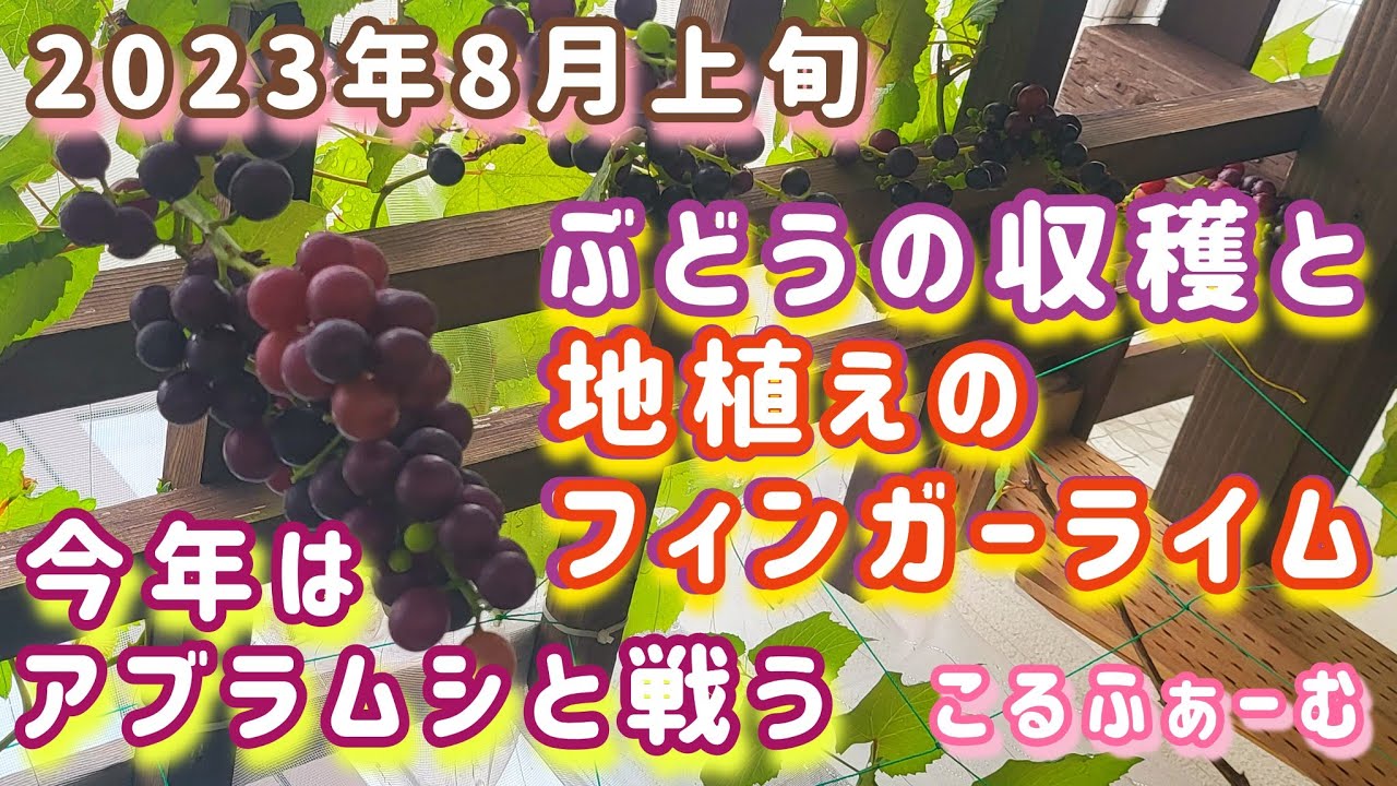 【 フィンガーライム 】８月上旬 今年も害虫💦