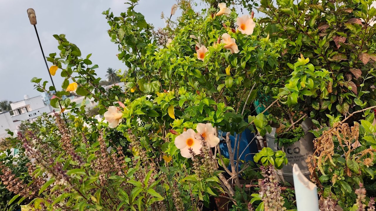 Mini Tour of our Maadithottam as on 09.03.2026