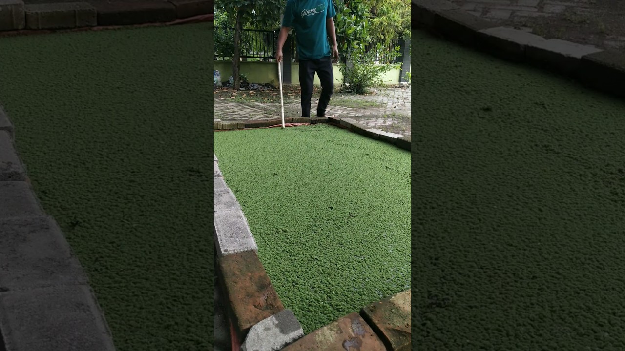 sesekali diaduk biar nutrisi pada media bisa terserap optimal oleh azolla 