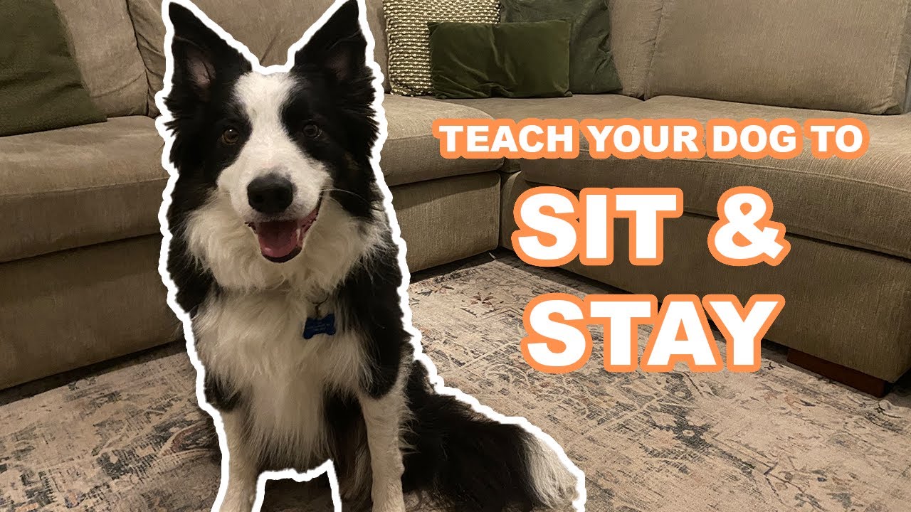 Teach your dog to SIT and STAY - Step by Step Guide!