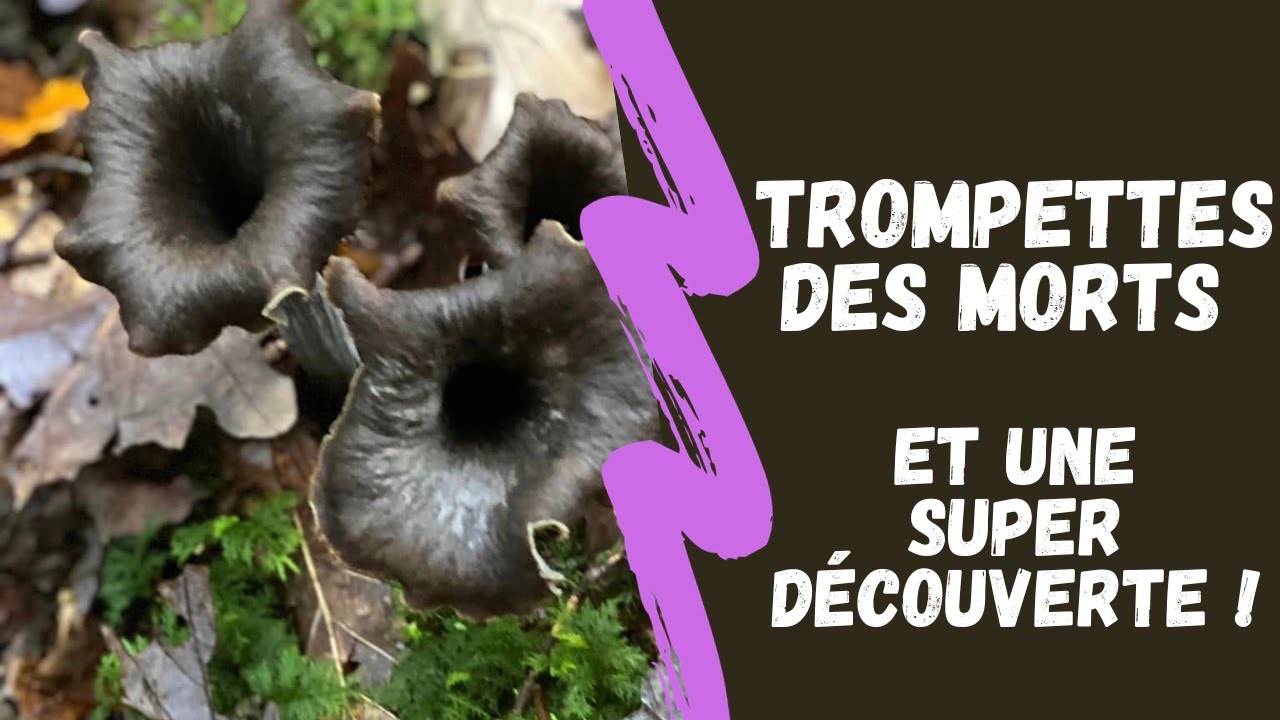 Trompettes des morts, et une super découverte !