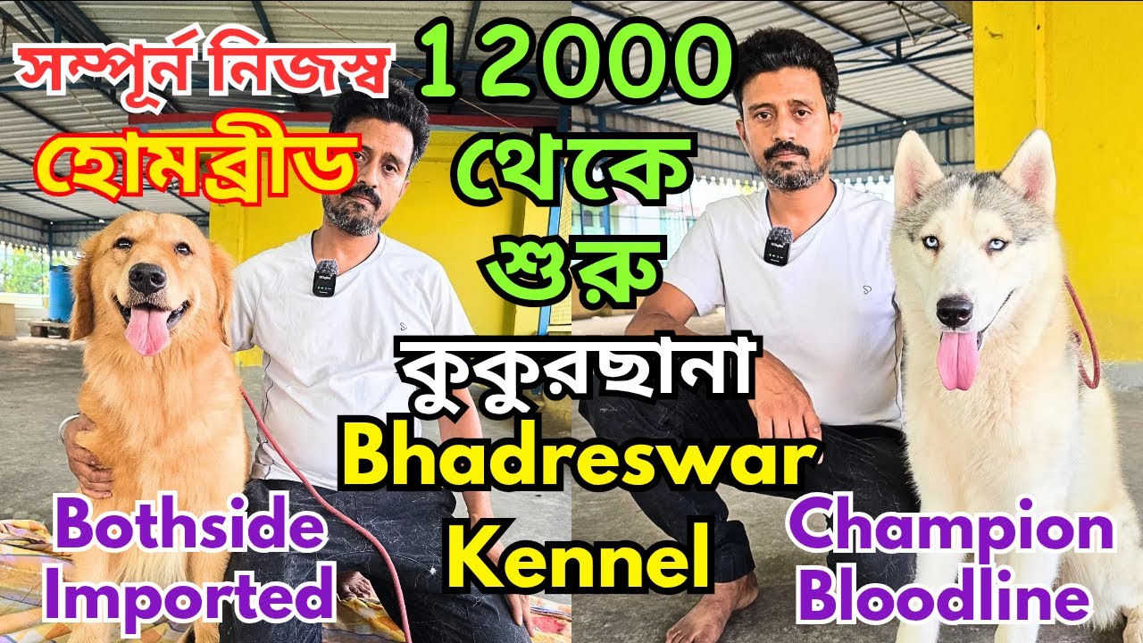 Biggest Golden Retriever Kennel in West Bengal। Import Quality Kci Registered। Dog Market in Kolkata