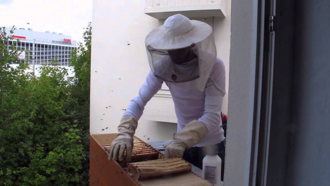 Varroabehandlung mit Ameisens&auml;ure in der BienenBox