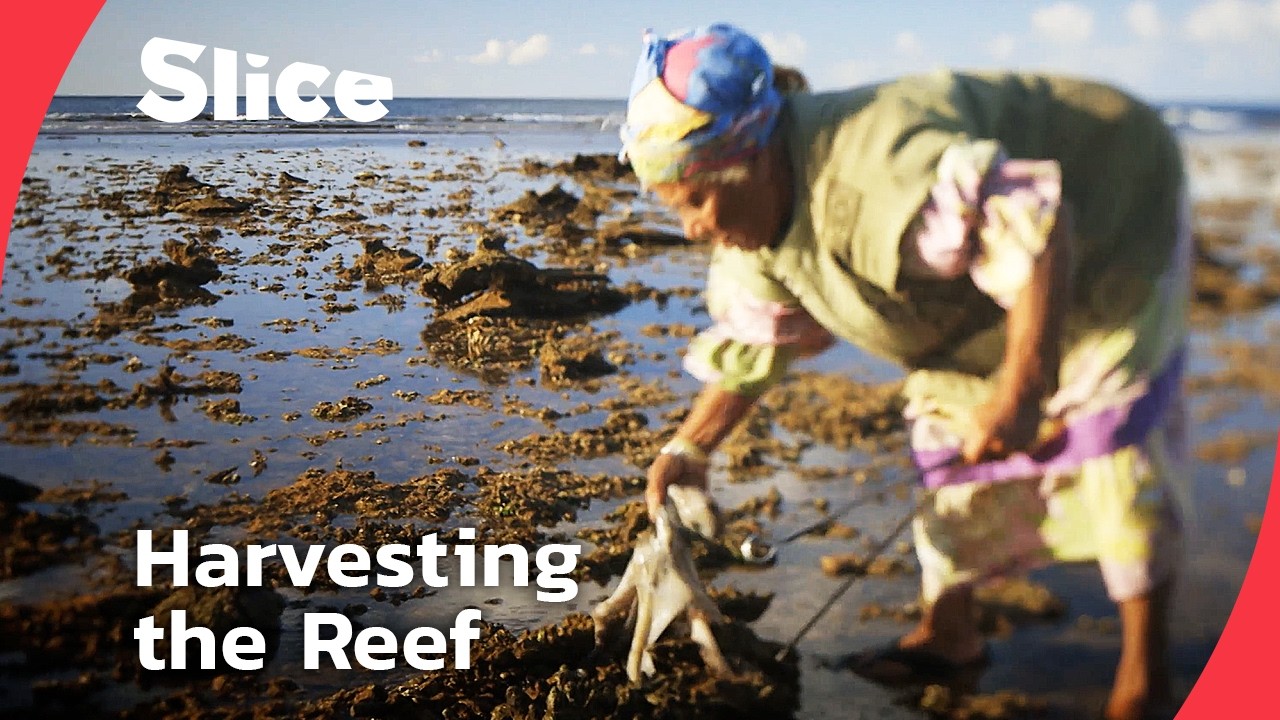 New Caledonia’s Ocean Harvest: Kanaks Respectfully Enjoy the Ocean’s Gifts | SLICE