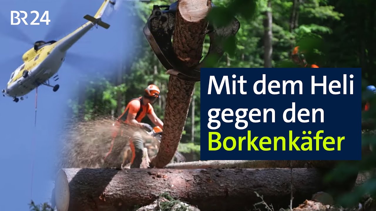 Mit Heli gegen den Borkenk&auml;fer | Abendschau | BR24