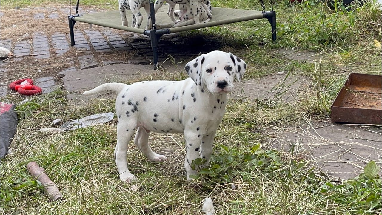 Dalmatian puppies | suitable diets for dalmatians