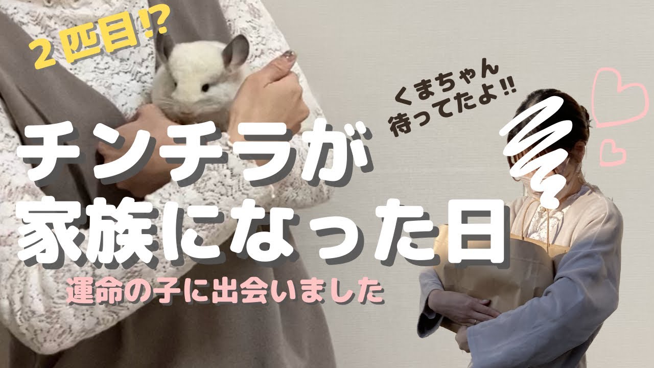 【チンチラ】今更ですがくまちゃんとの出会いとお迎え当日の様子