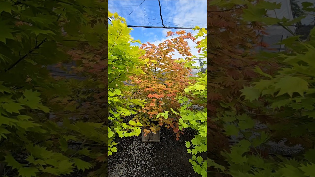 Full Moon Maples 