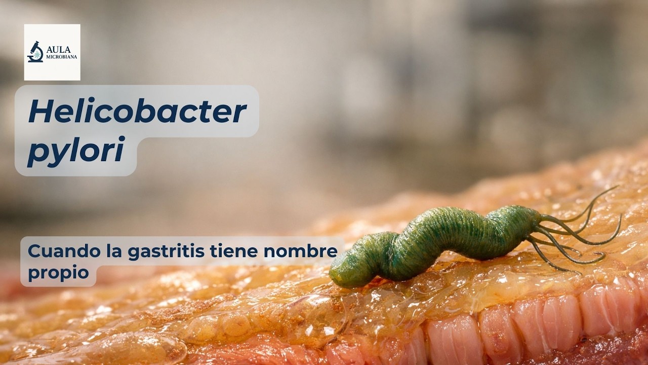 Helicobacter pylori