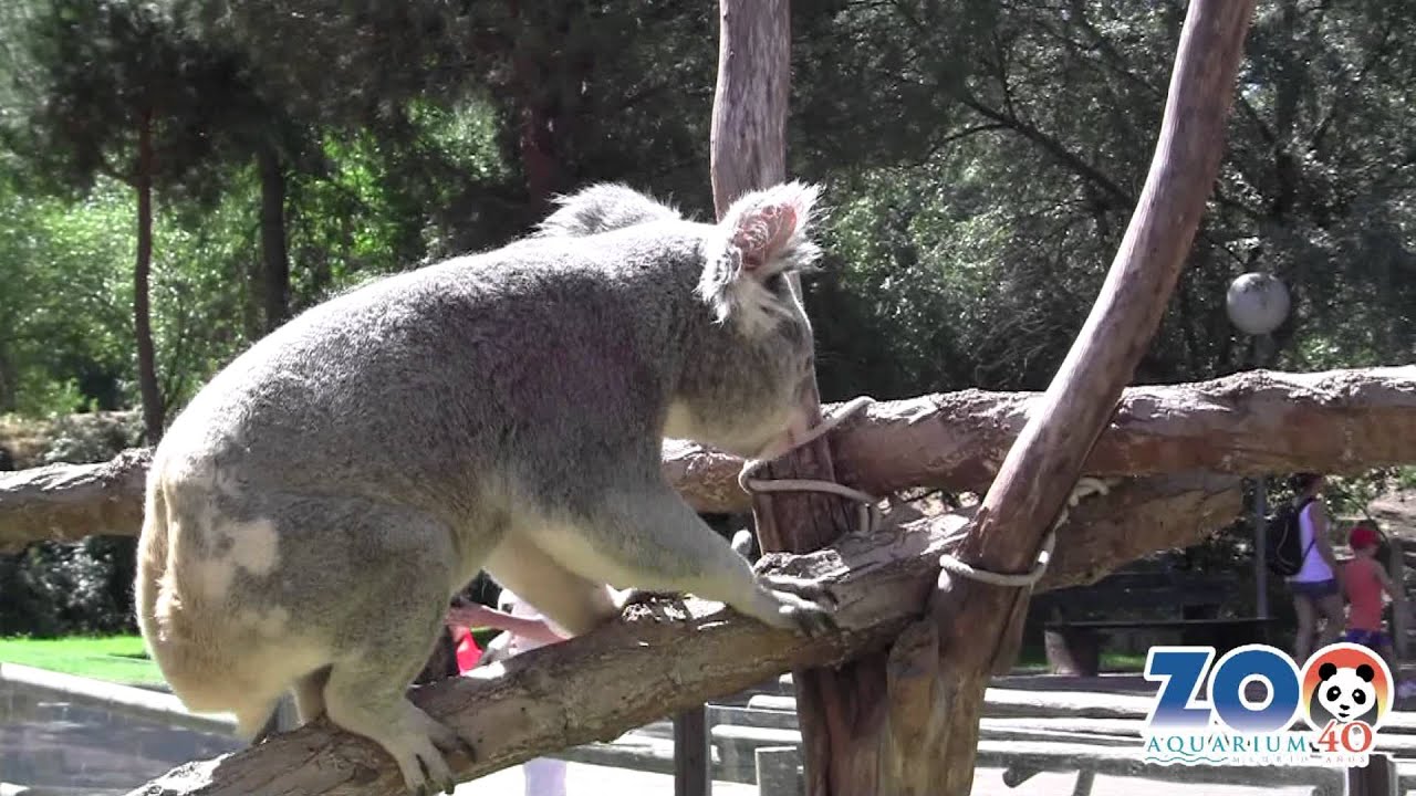 Conoce a nuestros Koalas II | Zoo Madrid