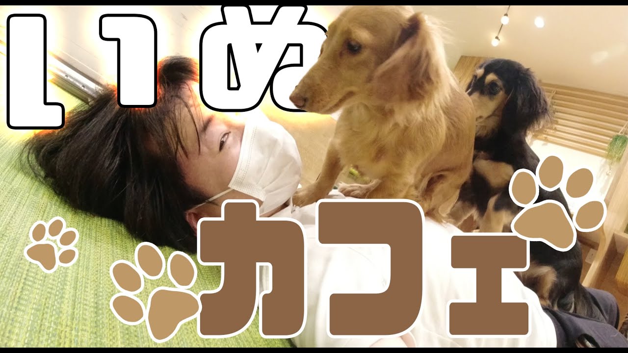 アラサーリーマン、犬カフェに行く【Rio下北沢店】