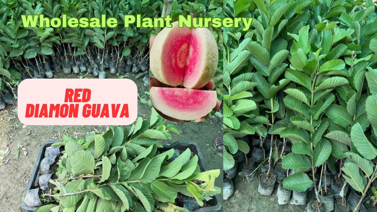 Red Diamond Guava Plant Delivery All Over India, Plant Available, 7318804349
