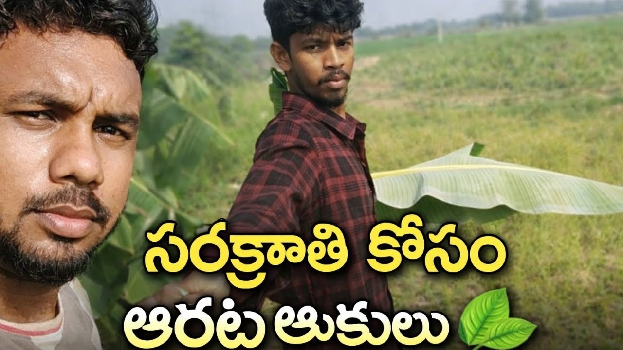 సంక్రాంతి కోసం అరటి ఆకులు తెచ్చాం 