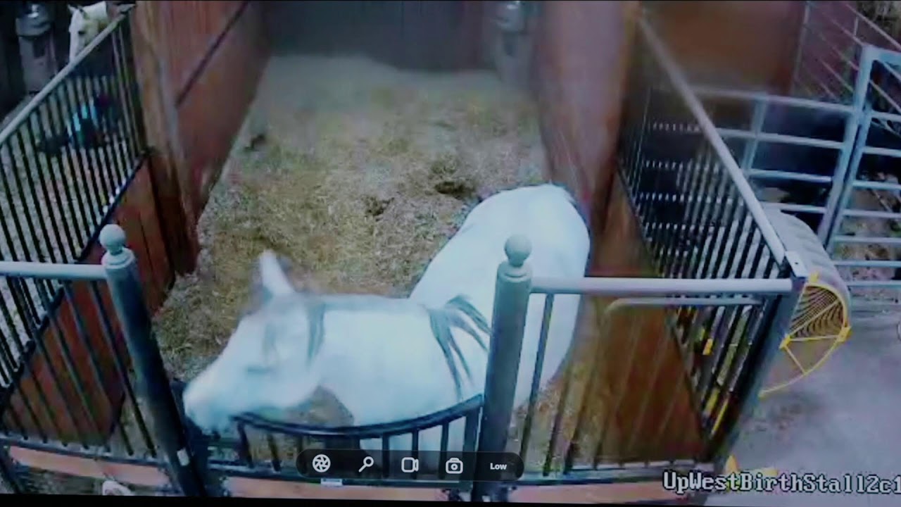 Foal Watch Live Cam 02.24.2026