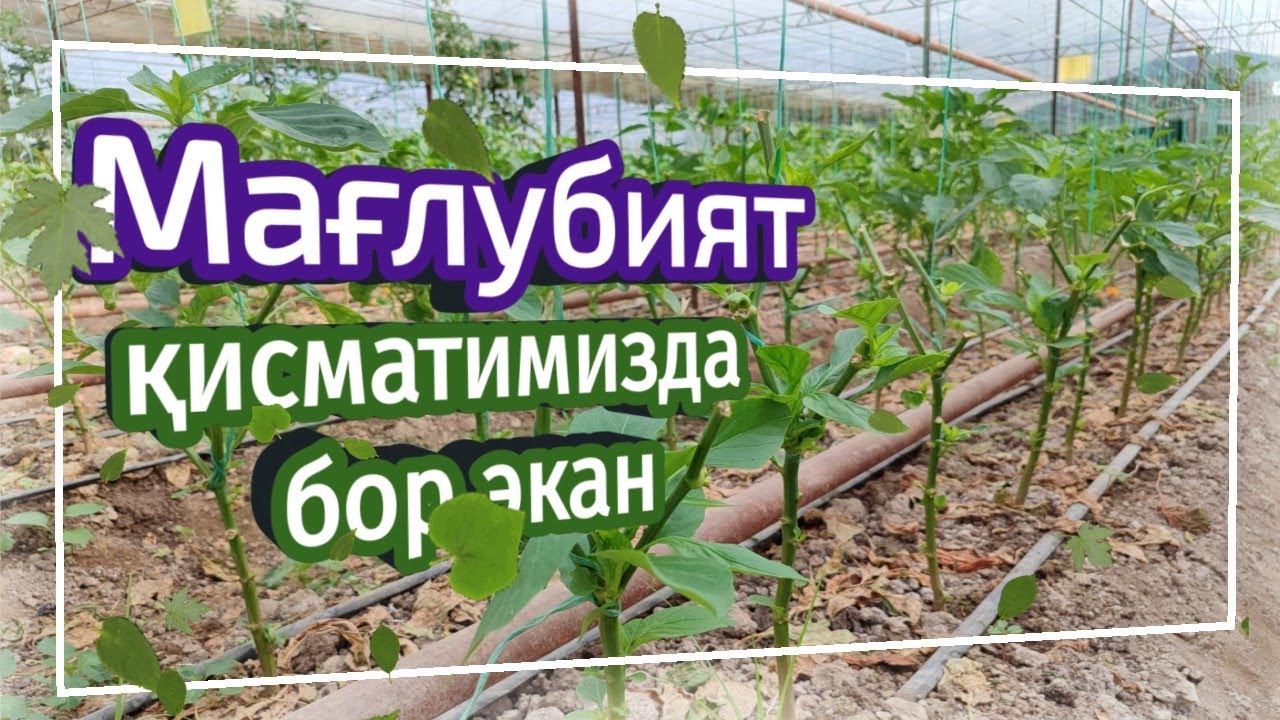 Мағлубият қисматимизда бор экан