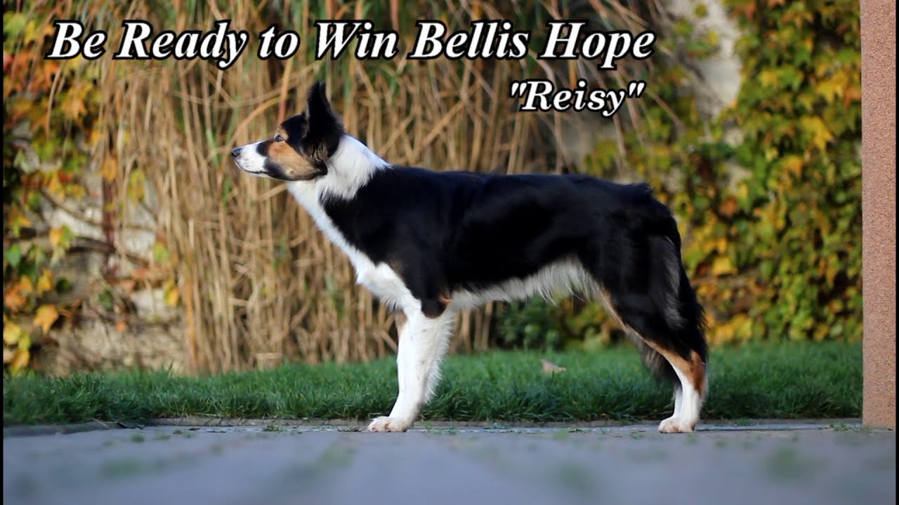 Reisy Border Collie / 10 months