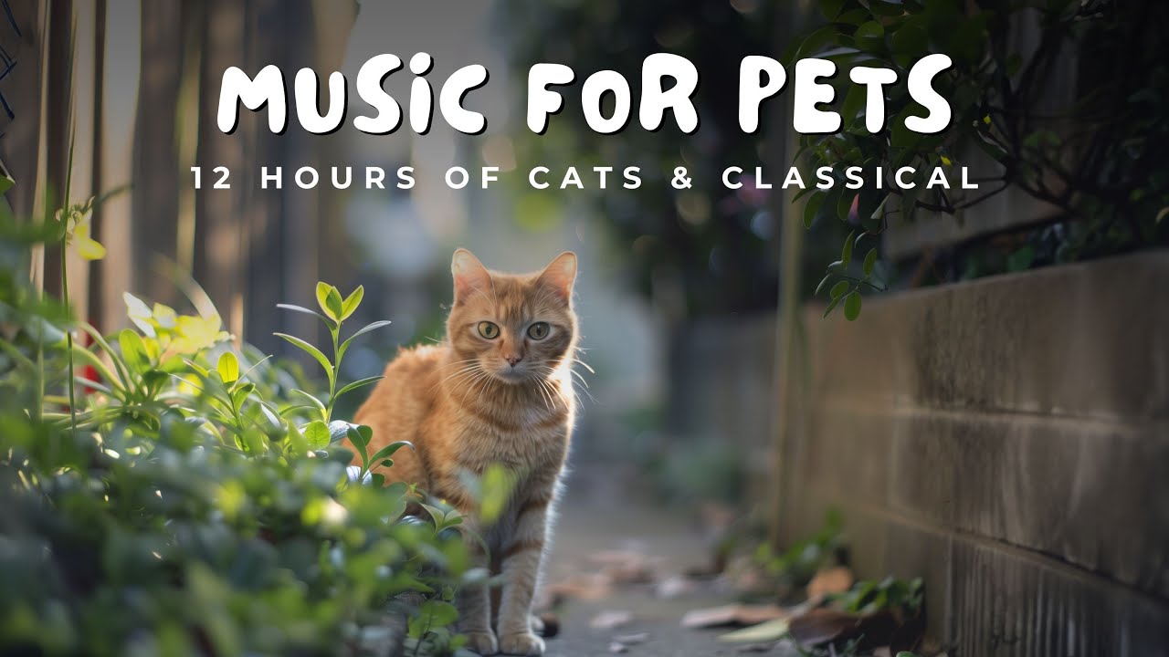 🎻 12 Hours of Classical Music for Pets | 🐱 Cats & Peaceful Relaxation