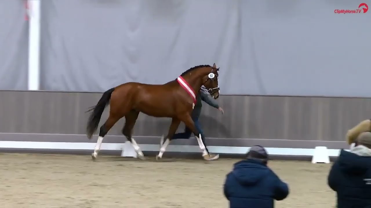 Kartal's Emerald (Emerald van het Ruytershof x Baldini II x Calido, *2021) Hengststation Rene Tebbel