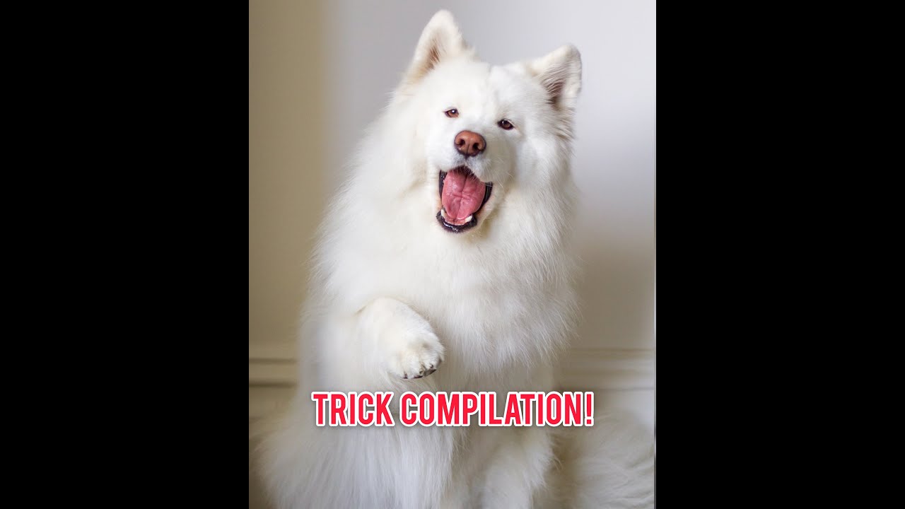 40 Doggo Tricks and Commands!