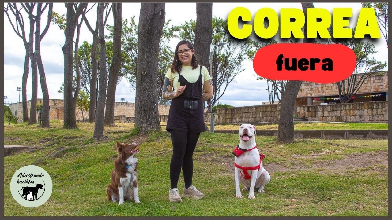 Cómo lograr que tu perro vaya SIN CORREA durante el PASEO.