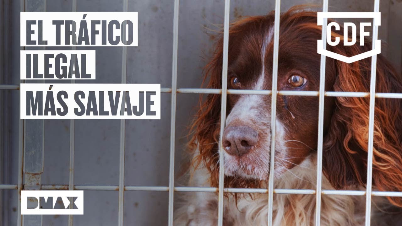 Tráfico de animales: un negocio mundial que amenaza a miles de especies | Control de Fronteras