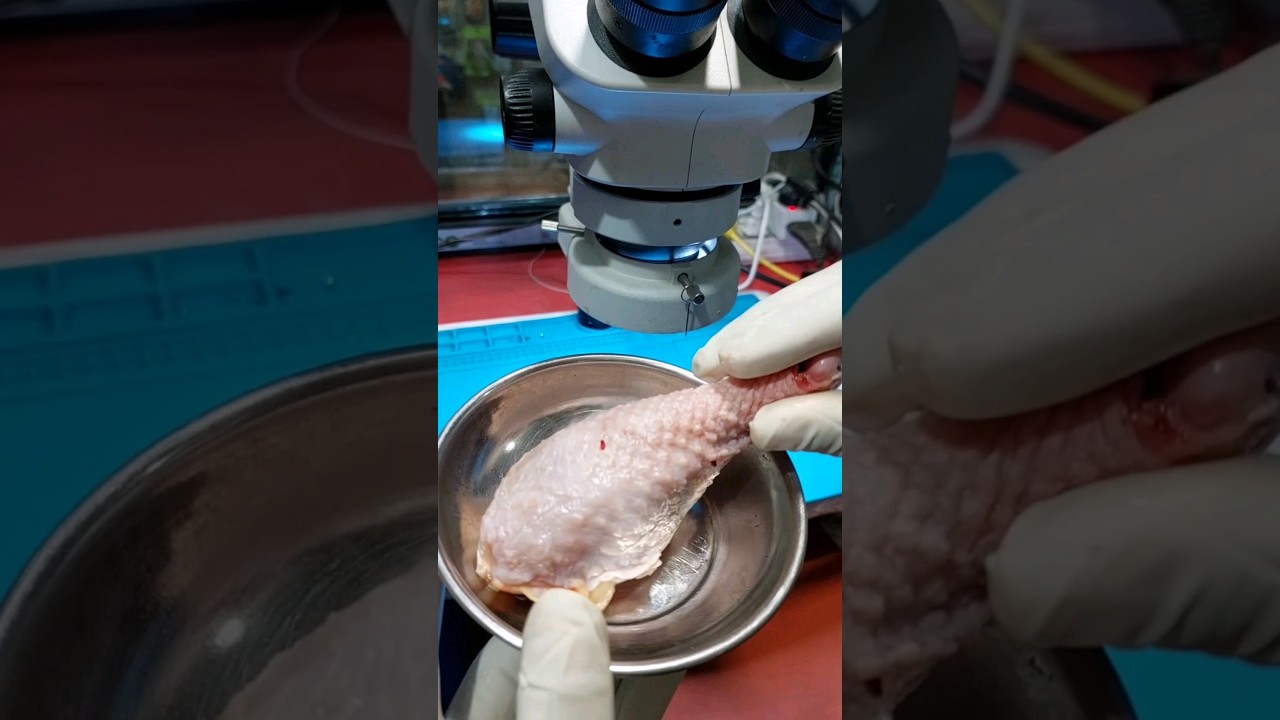 Chicken bacteria through a microscope ! 😱 #shorts #youtubeshorts #microscope