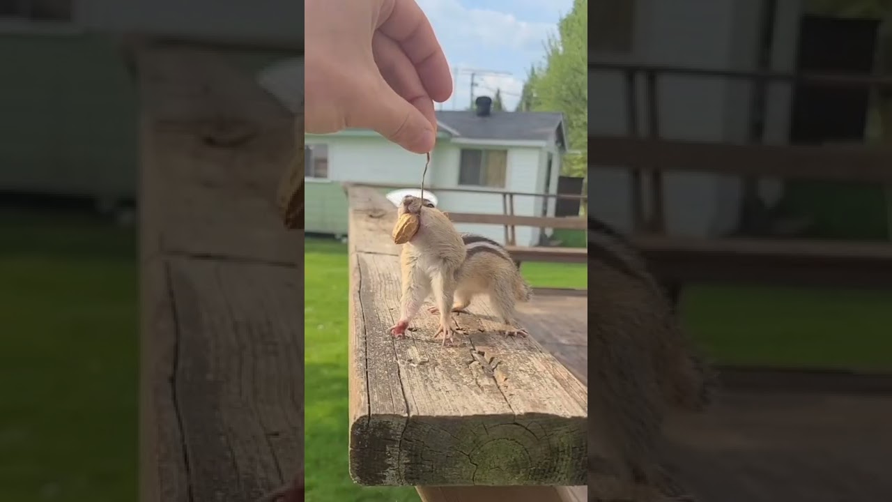 Chipmunk Fishing