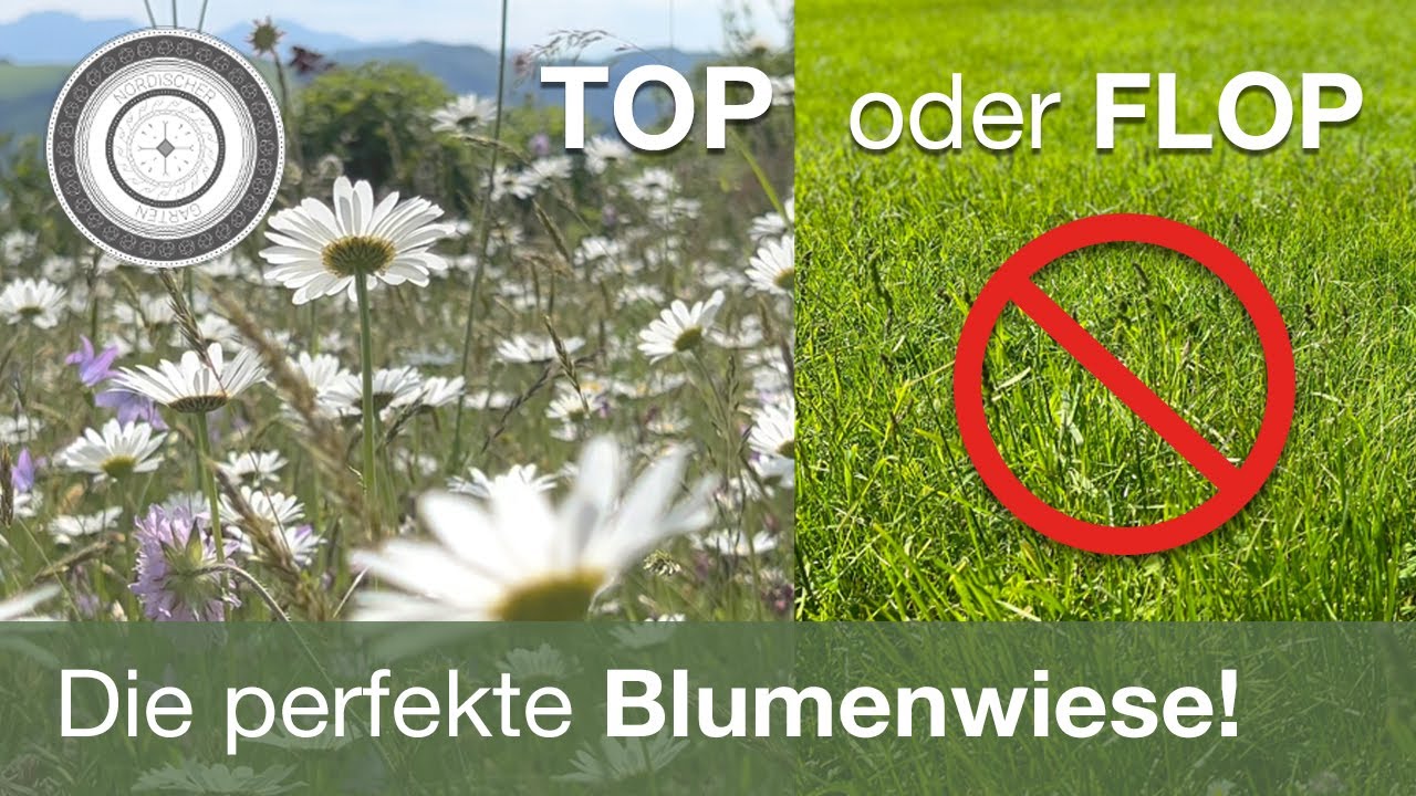 Die perfekt Blumenwiese, drei Varianten, wann mähe ich die Blumenwiese, wie gelingt eine Blumenwiese
