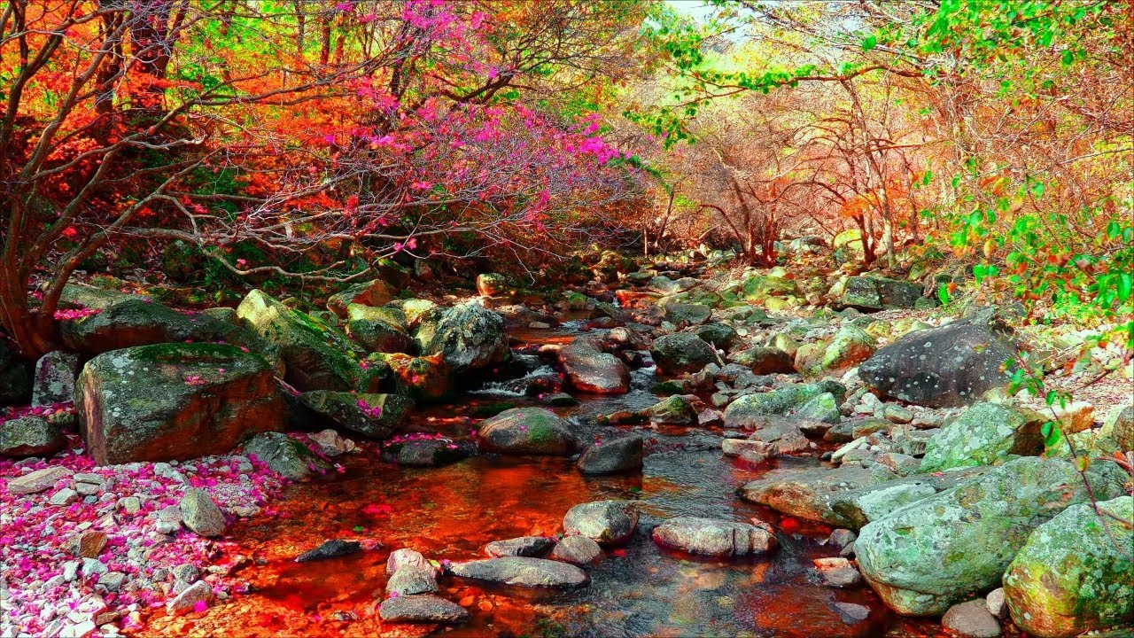 Deep Forest Creek: 🍂 Autumn Nature Sounds for Insomnia Relief & Peaceful Sleep Ambience 🏞️
