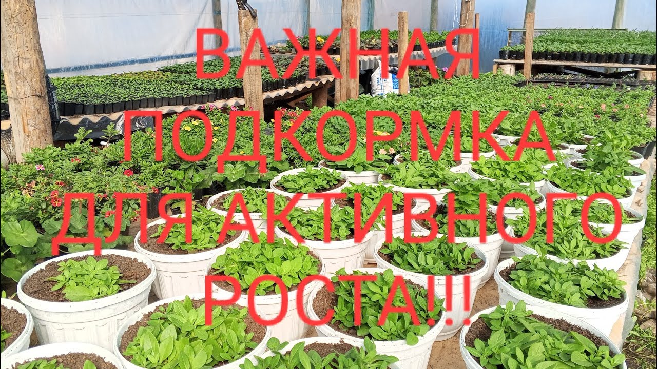 ОБЗОР ТЕПЛИЦЫ С РАСТЕНИЯМИ И ОЧЕНЬ ВАЖНАЯ ПОДКОРМКА!!!