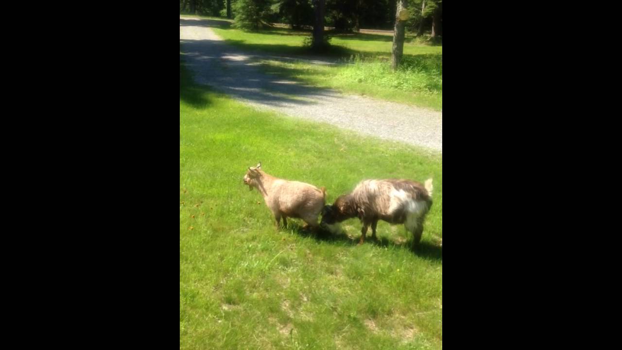 Fainting Goats