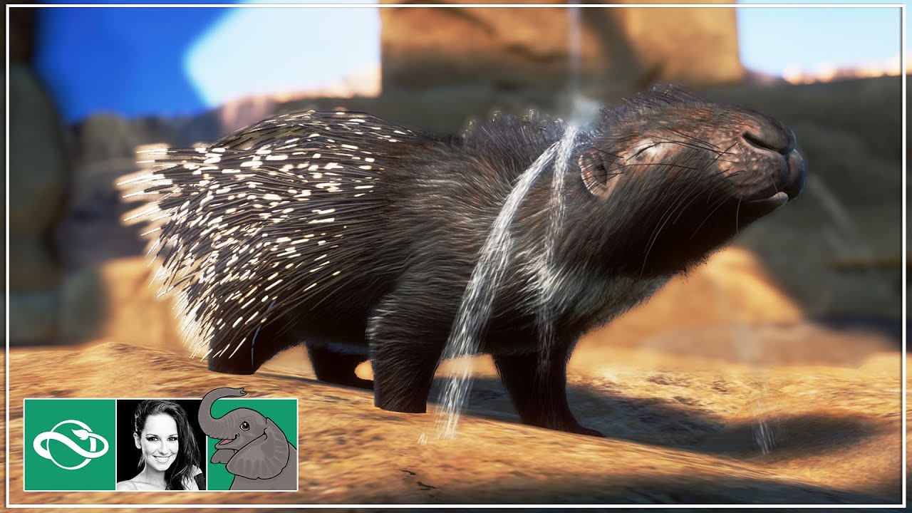 I Build a Desert Dome SPA for the African Crested Porcupine in City Zoo