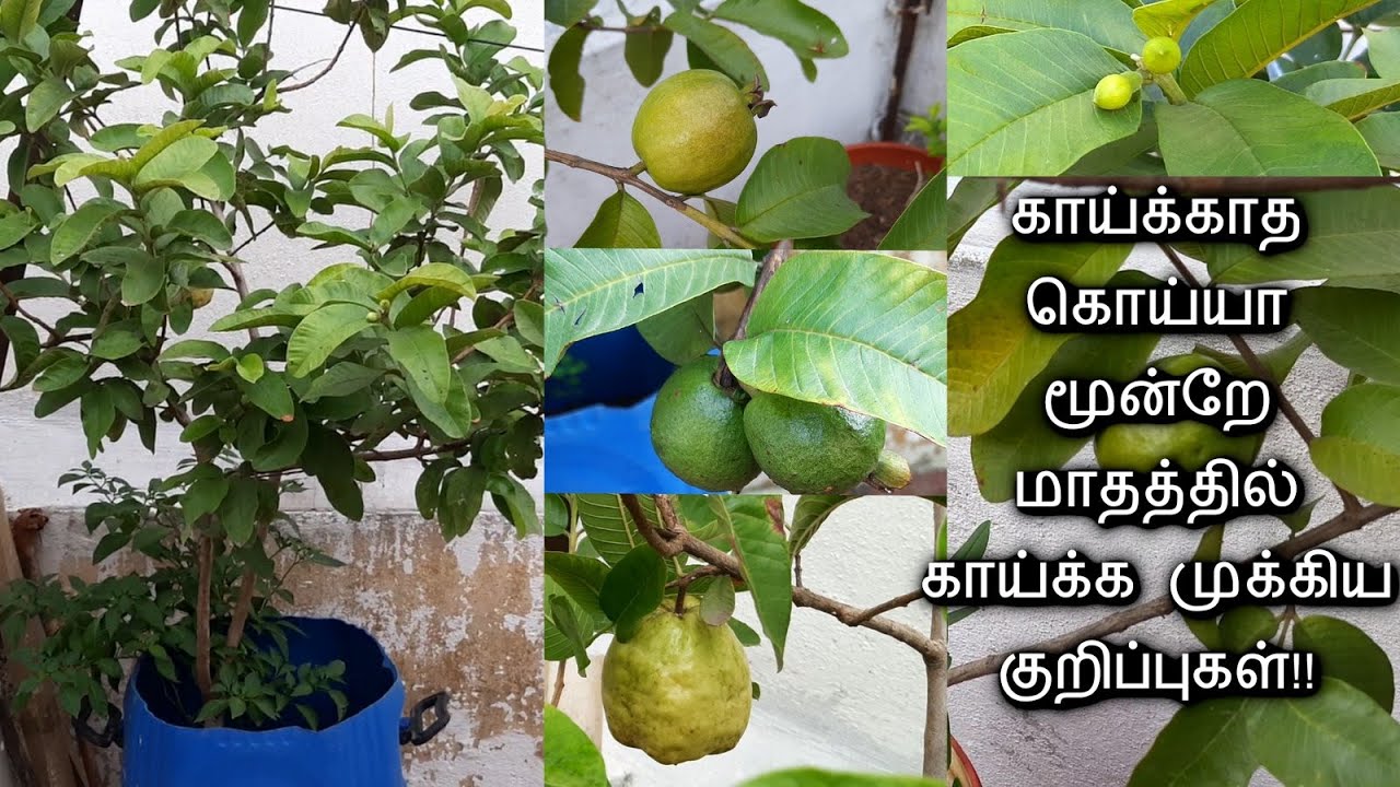 மாடி தோட்டத்தில் கொய்யா கொத்து கொத்தாக காய்க்க முக்கிய குறிப்புகள்|| Important tips Koyya Valarpu