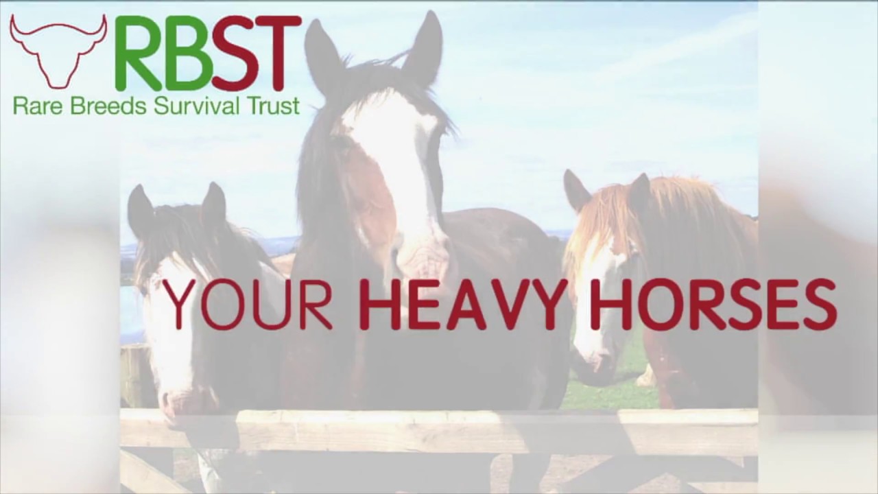 RBST - Save Our Heavy Horses