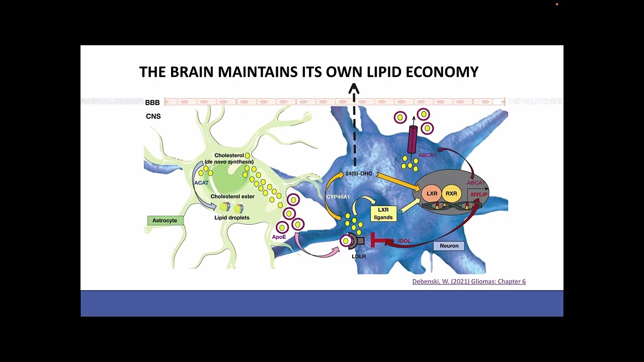 CH322 - Alzheimer’s Disease Part 3: ApoE, Lipid Metabolism, Microglia, and TREM2