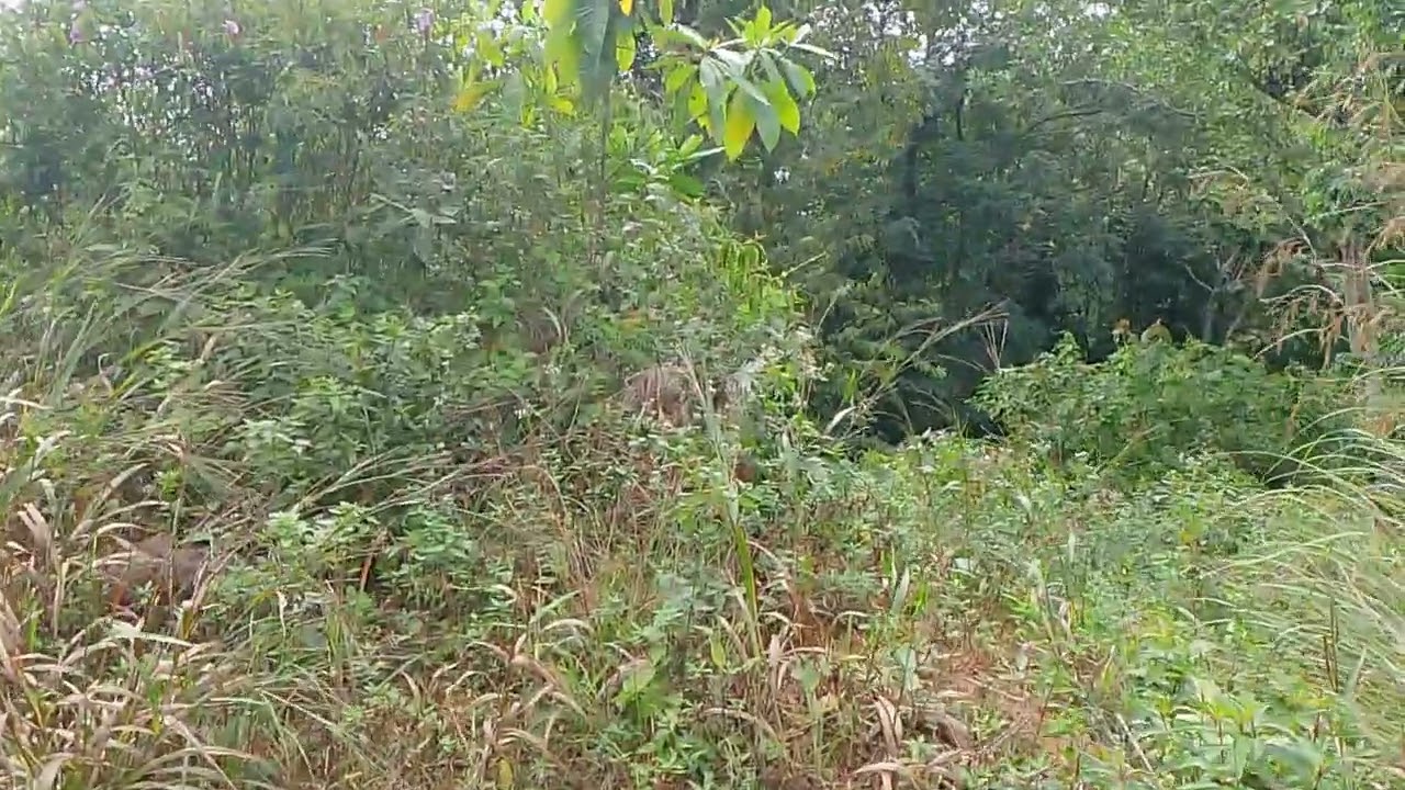 Bukit oh Jerteh Terengganu Malaysia 