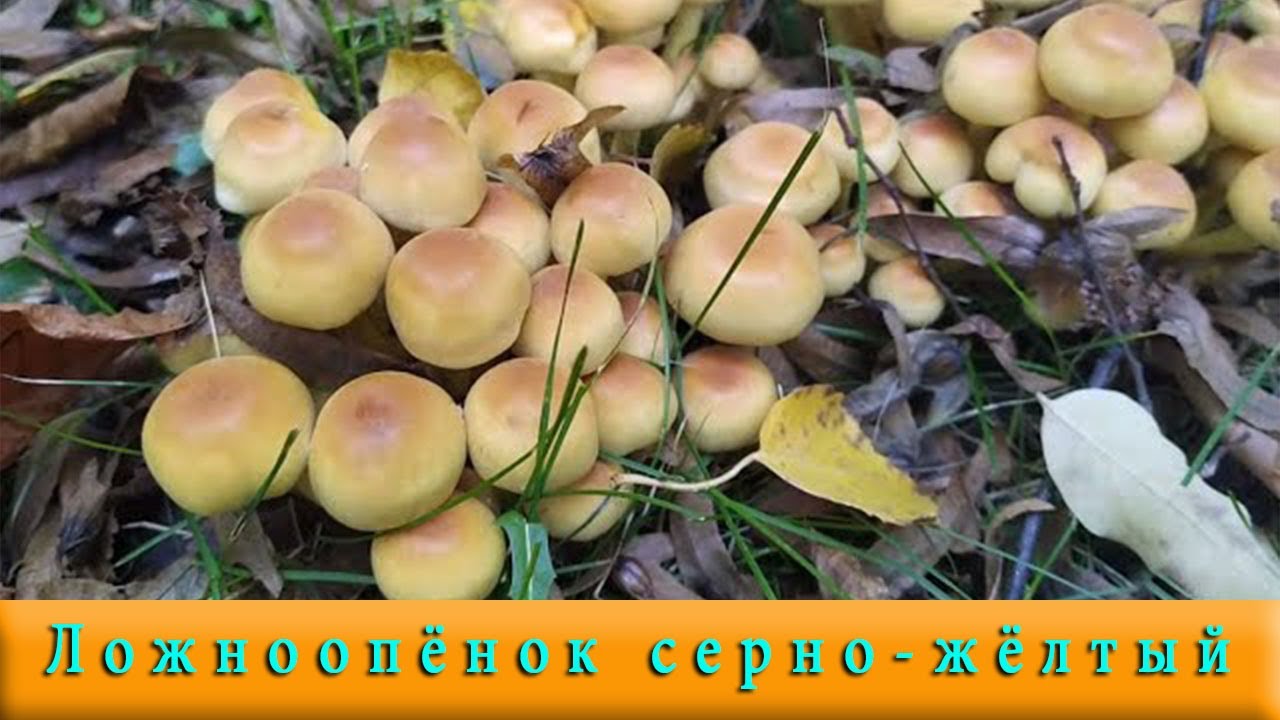 Ложноопёнок серно-жёлтый / Hypholoma fasciculare 🍁👾