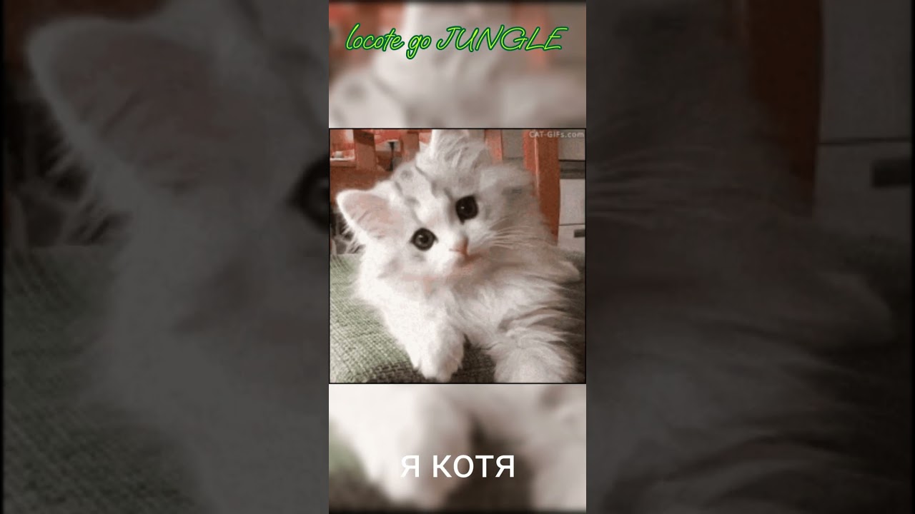 Я котя (locote) go JUNGLE 