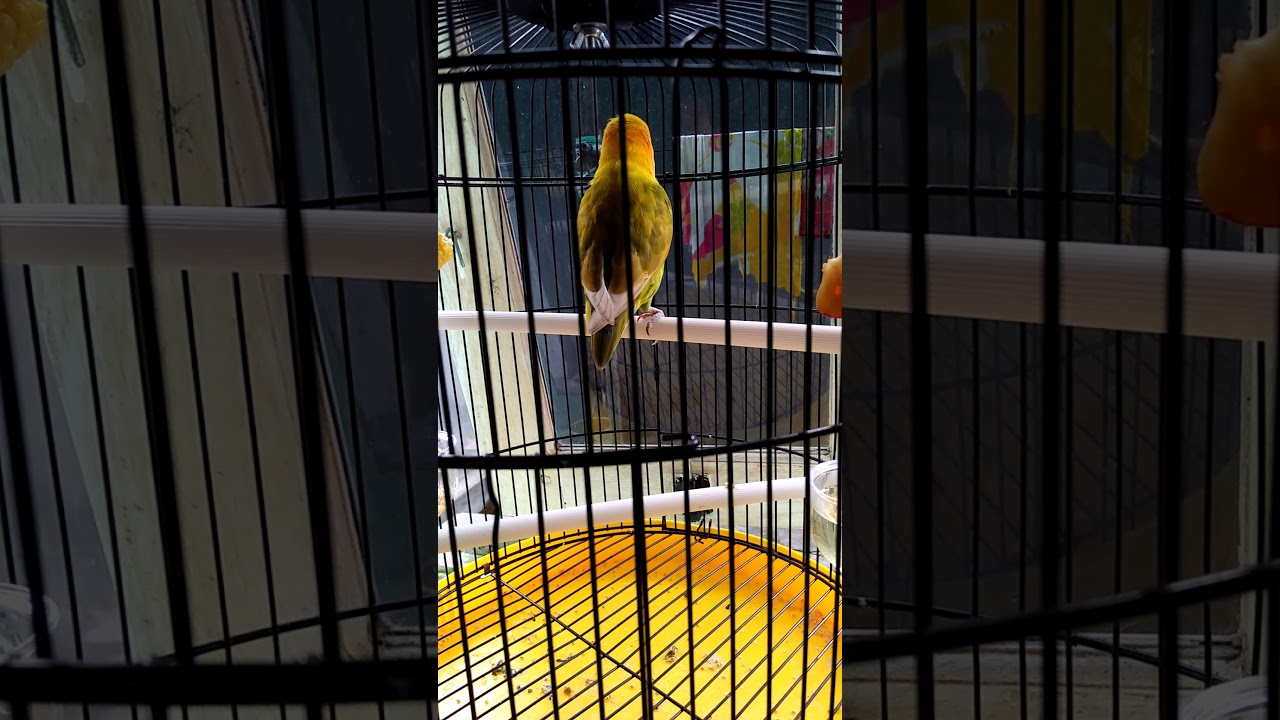LOVEBIRD...ALWAYS STUDY 😆😆😆NGEPAK SAYAP BRO BAHAGIA 😍😍