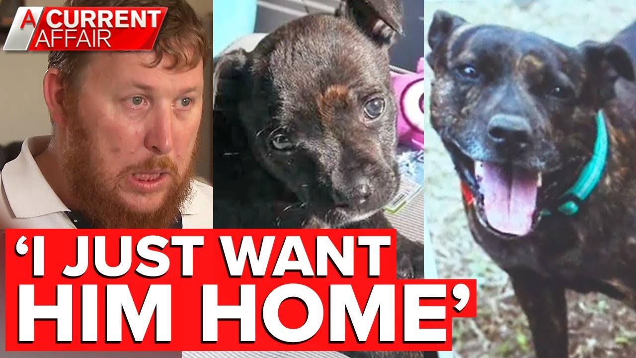 Dog lost for seven years rehomed after microchip blunder | A Current Affair