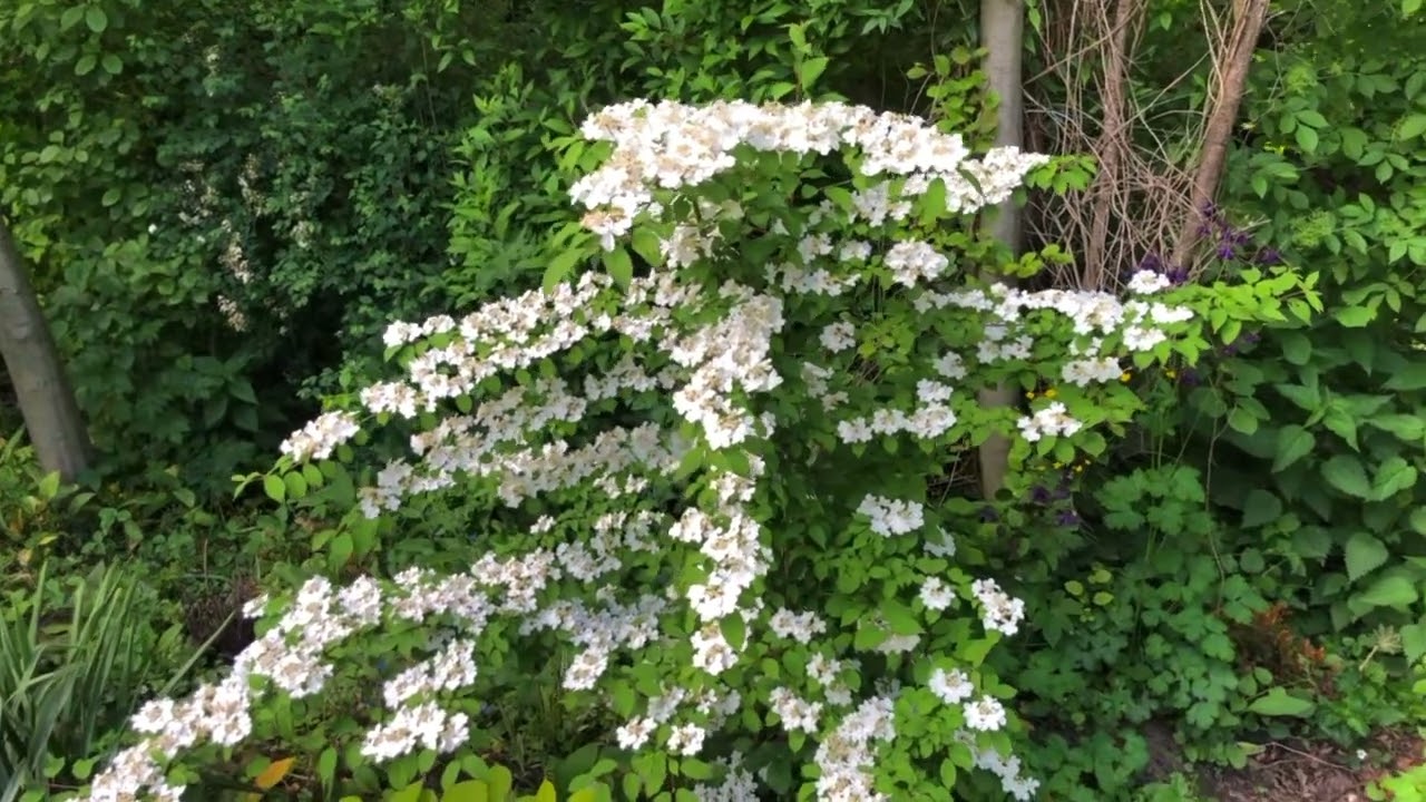 Kalina o pokroju pagodowym ,Watanabe Pink Beauty’
