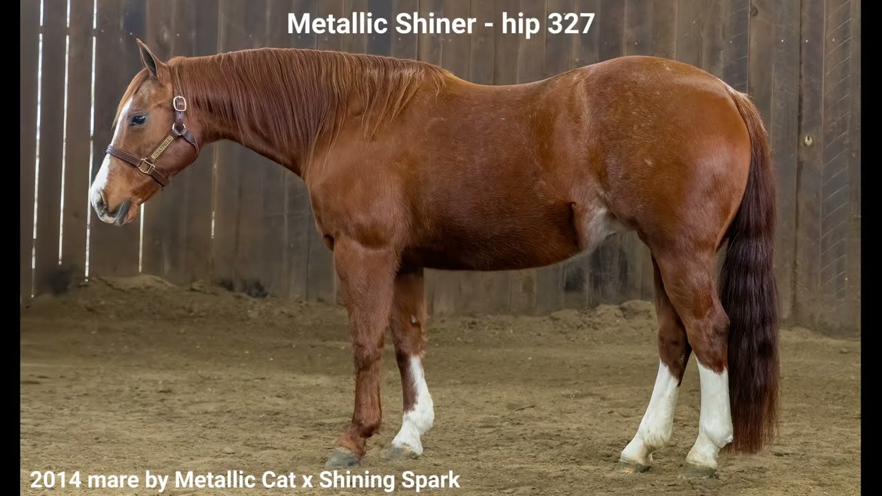 hip 327 Metallic Shiner sells February 28th in Billings Mt