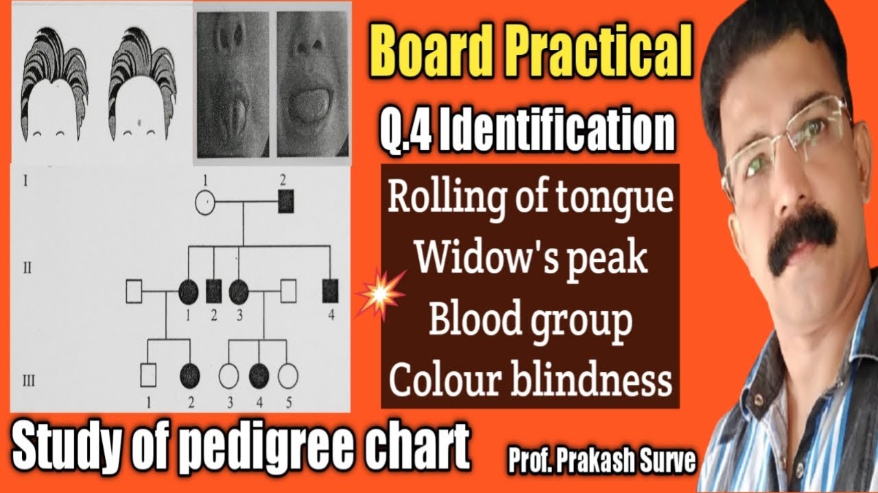 Board Practical - Study of Pedigree Charts  Q. 4 Spot - E ( Identification ) By Prof. Prakash Surve