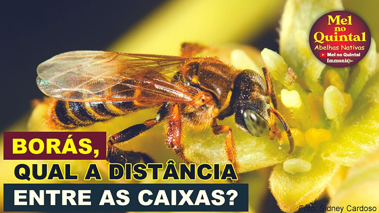 VOCÊ SABE QUAL A DISTÂNCIA IDEAL ENTRE AS BORÁS?