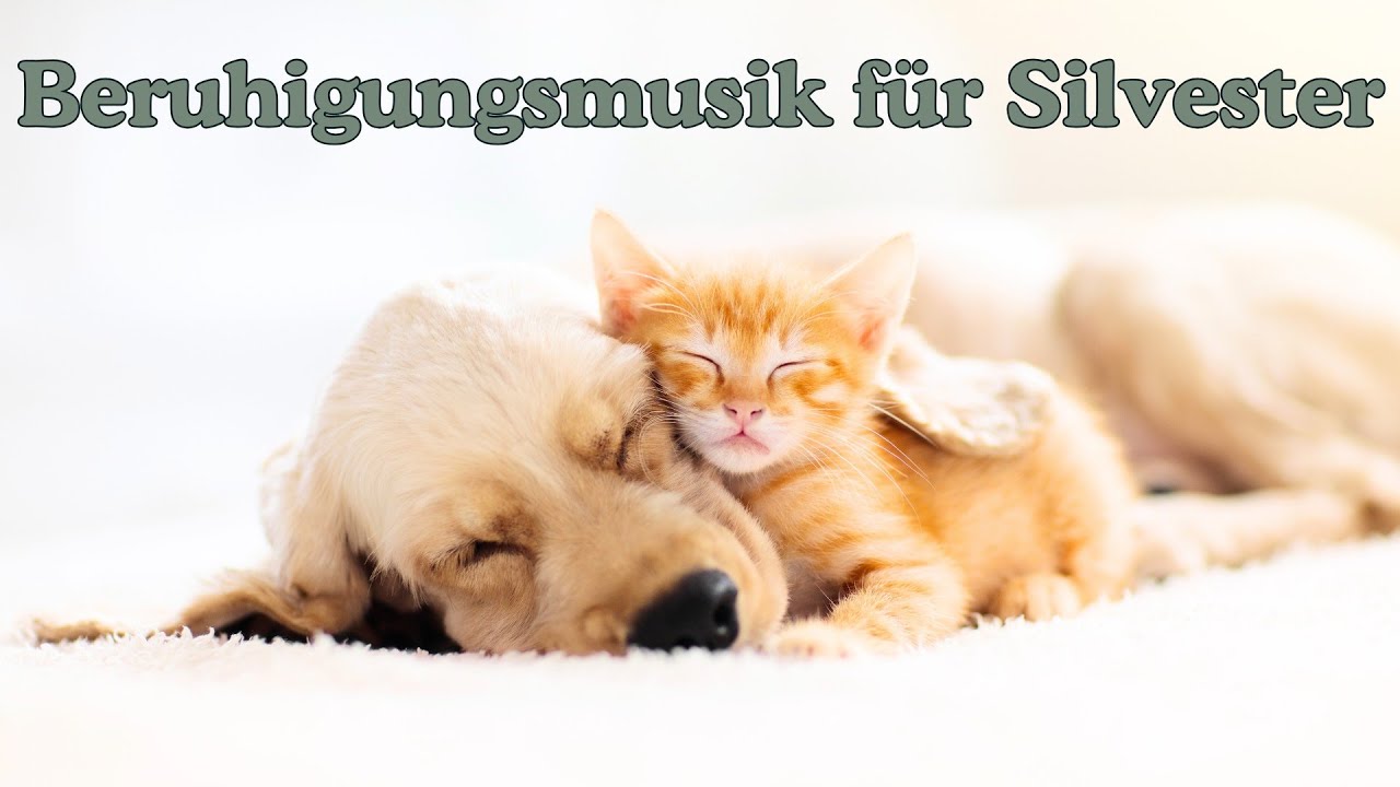 🐾 Sanfte Beruhigungsmusik f&uuml;r Hunde und Katzen an Silvester 🎶✨ &ndash; 11,5 Stunden pure Entspannung